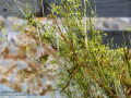 Mosquitero musical - Phylloscopus trochilus - Mosquiter de passa