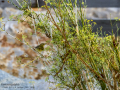 Mosquitero musical - Phylloscopus trochilus - Mosquiter de passa