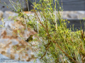 Mosquitero musical - Phylloscopus trochilus - Mosquiter de passa Mosquitero musical - Phylloscopus trochilus - Mosquiter de passa