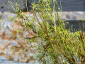 Mosquitero musical - Phylloscopus trochilus - Mosquiter de passa