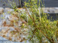 Mosquitero musical - Phylloscopus trochilus - Mosquiter de passa Mosquitero musical - Phylloscopus trochilus - Mosquiter de passa