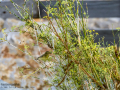 Mosquitero musical - Phylloscopus trochilus - Mosquiter de passa Mosquitero musical - Phylloscopus trochilus - Mosquiter de passa