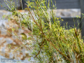 Mosquitero musical - Phylloscopus trochilus - Mosquiter de passa Mosquitero musical - Phylloscopus trochilus - Mosquiter de passa