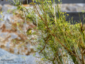 Mosquitero musical - Phylloscopus trochilus - Mosquiter de passa