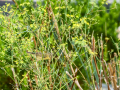 Mosquitero musical - Phylloscopus trochilus - Mosquiter de passa Mosquitero musical - Phylloscopus trochilus - Mosquiter de passa