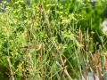 Mosquitero musical - Phylloscopus trochilus - Mosquiter de passa