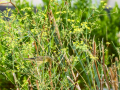 Mosquitero musical - Phylloscopus trochilus - Mosquiter de passa Mosquitero musical - Phylloscopus trochilus - Mosquiter de passa