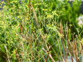 Mosquitero musical - Phylloscopus trochilus - Mosquiter de passa