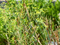 Mosquitero musical - Phylloscopus trochilus - Mosquiter de passa Mosquitero musical - Phylloscopus trochilus - Mosquiter de passa
