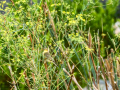 Mosquitero musical - Phylloscopus trochilus - Mosquiter de passa