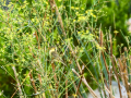 Mosquitero musical - Phylloscopus trochilus - Mosquiter de passa
