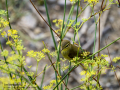 Mosquitero musical - Phylloscopus trochilus - Mosquiter de passa Mosquitero musical - Phylloscopus trochilus - Mosquiter de passa
