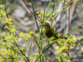 Mosquitero musical - Phylloscopus trochilus - Mosquiter de passa Mosquitero musical - Phylloscopus trochilus - Mosquiter de passa