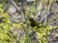 Mosquitero musical - Phylloscopus trochilus - Mosquiter de passa