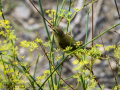 Mosquitero musical - Phylloscopus trochilus - Mosquiter de passa