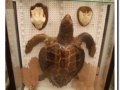 20060305-Museo Vallhonrat_03