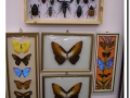 20060305-Museo Vallhonrat_05