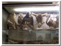 20060305-Museo Vallhonrat_06