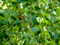 Oropéndola europea - Oriolus oriolus - Oriol eurasiàtic