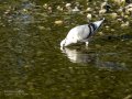 Paloma - Columbidae - Colom