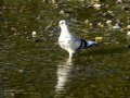 Paloma - Columbidae - Colom