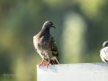 Paloma - Columbidae - Colom