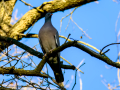 Paloma torcaz - Columba palumbus - Tudó