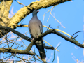 Paloma torcaz - Columba palumbus - Tudó