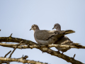 Paloma torcaz - Columba palumbus - Tudó