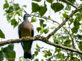 Paloma torcaz - Columba palumbus - Tudó