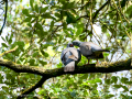 Paloma torcaz - Columba palumbus - Tudó