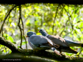 Paloma torcaz - Columba palumbus - Tudó