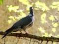 Paloma torcaz - Columba palumbus - Tudó