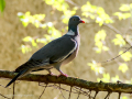 Paloma torcaz - Columba palumbus - Tudó