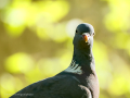 Paloma torcaz - Columba palumbus - Tudó