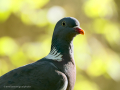 Paloma torcaz - Columba palumbus - Tudó