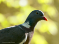 Paloma torcaz - Columba palumbus - Tudó