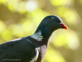 Paloma torcaz - Columba palumbus - Tudó
