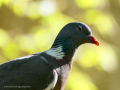 Paloma torcaz - Columba palumbus - Tudó