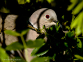 Paloma torcaz - Columba palumbus - Tudó
