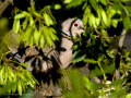 Paloma torcaz - Columba palumbus - Tudó