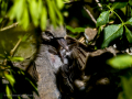Paloma torcaz - Columba palumbus - Tudó