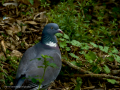 Paloma torcaz - Columba palumbus - Tudó