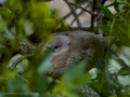 Paloma torcaz - Columba palumbus - Tudó