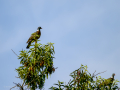 Paloma torcaz - Columba palumbus - Tudó