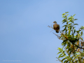 Paloma torcaz - Columba palumbus - Tudó