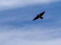 Paloma torcaz - Columba palumbus - Tudó