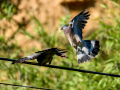 Paloma torcaz - Columba palumbus - Tudó