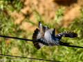 Paloma torcaz - Columba palumbus - Tudó