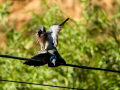 Paloma torcaz - Columba palumbus - Tudó